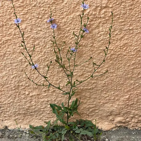 Corfu דירה
