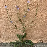 Corfu 아파트